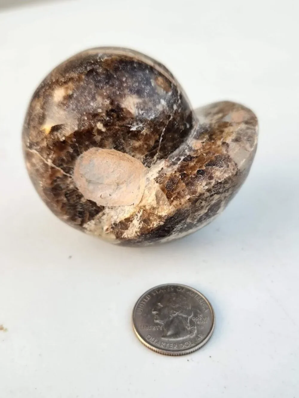 Large Whole Ammonite Fossil Shell Polished Gems and Minerals Rocks Fossils Decor